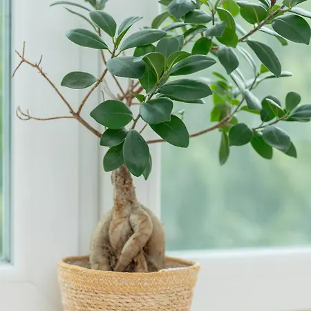 아파트 Sloneczny W Centrum Gdanska Glownego By Renters